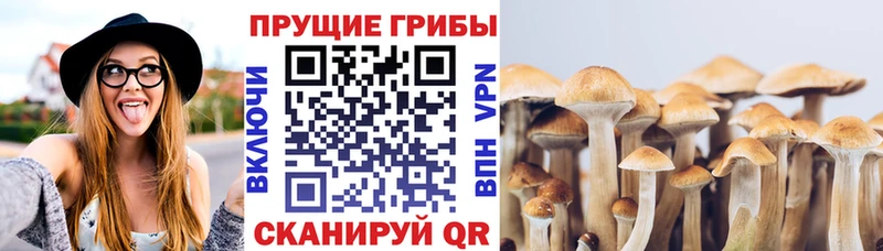 что такое   Новоржев  Псилоцибиновые грибы ЛСД 